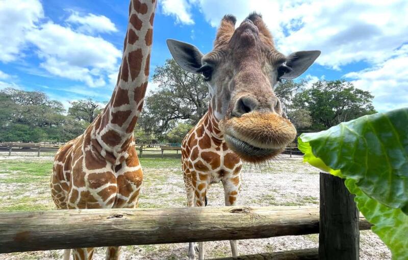 Giraffe Ranch Florida - Why You Should Visit!