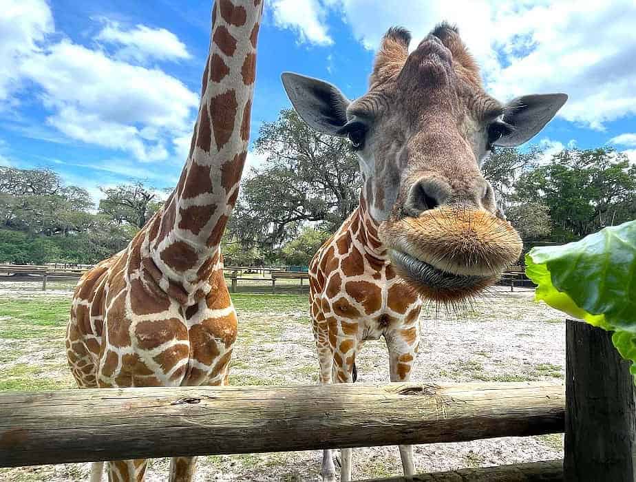 giraffes travel across america