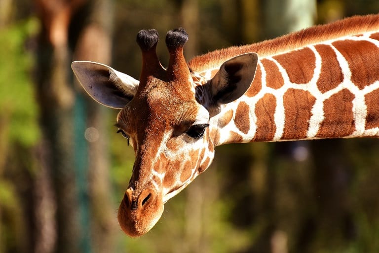Interest Facts About Giraffes You Did Not Know