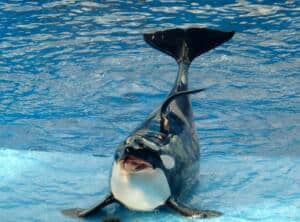 Killer Whale Orca Shows