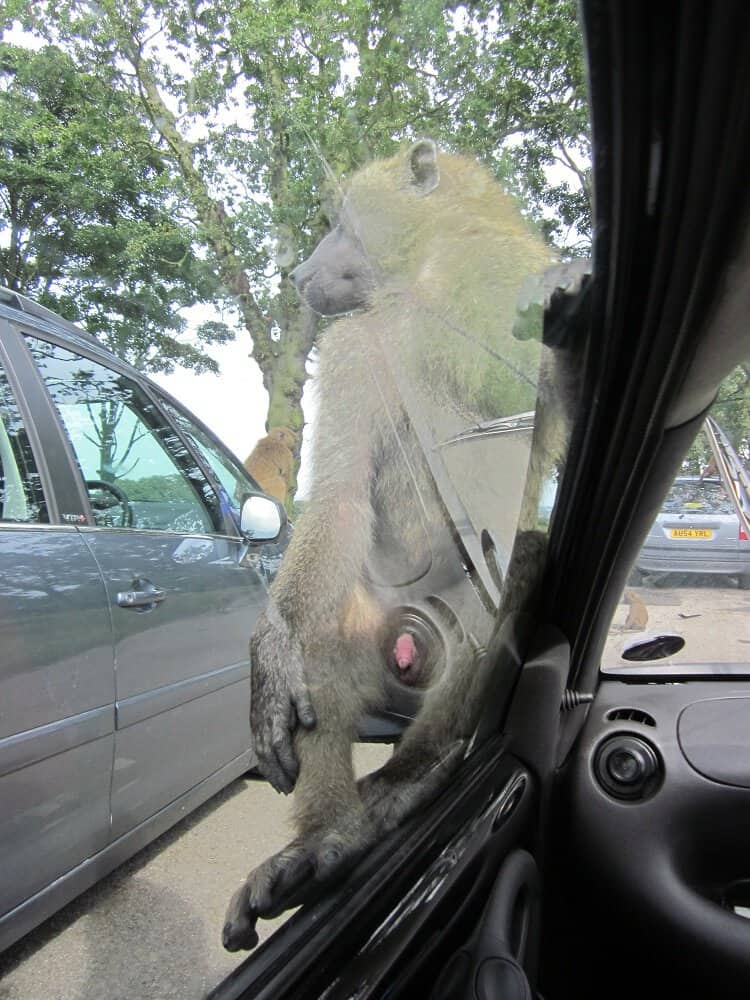 Knowsley Safari Park Baboon