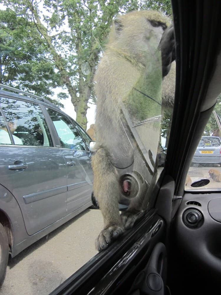 Knowsley Safari Park Baboon