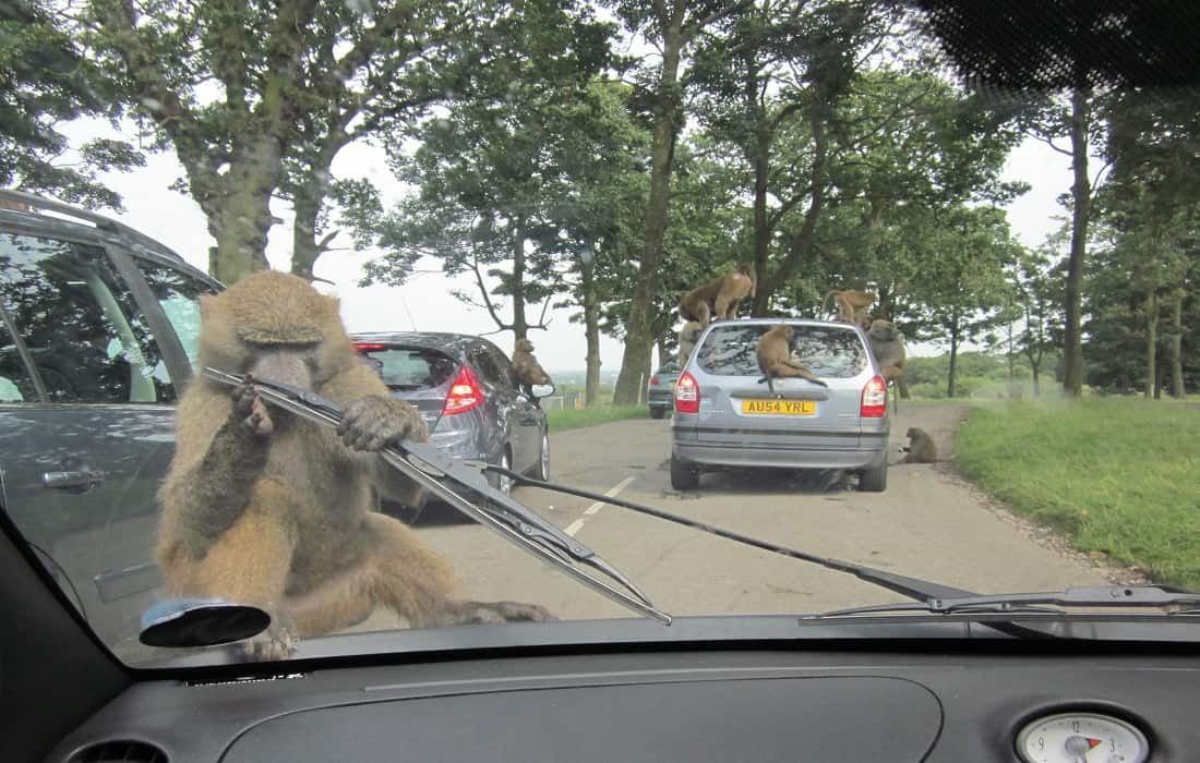 cancel knowsley safari park membership