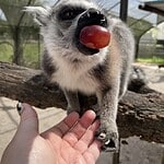 Lemurs At Giraffe Ranch Florida