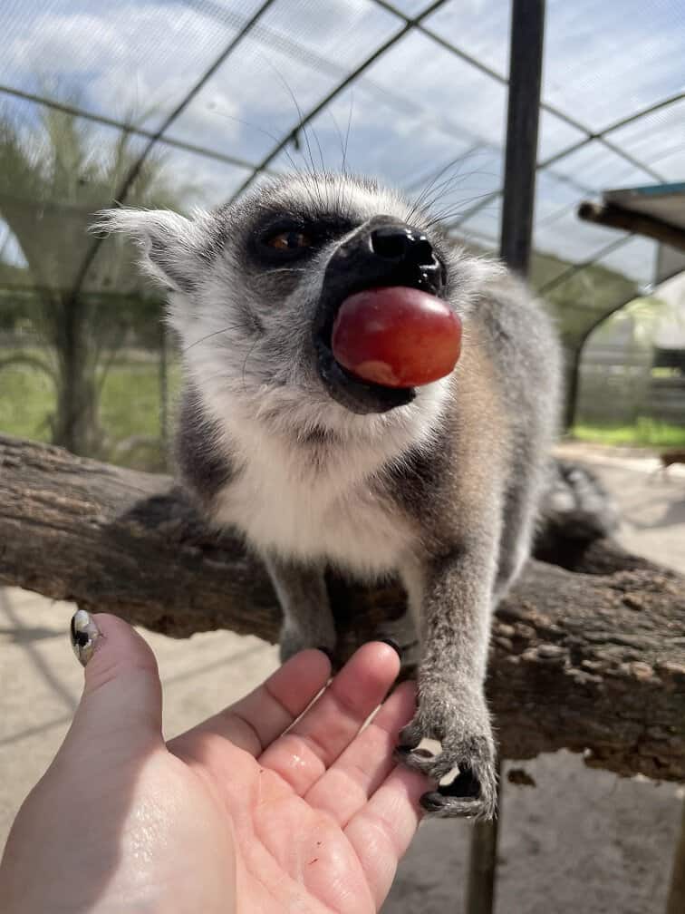 Lemurs At Giraffe Ranch Florida