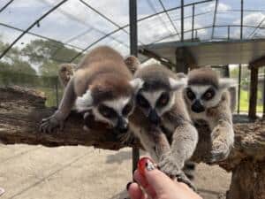 Lemur Feeding At Giraffe Ranch