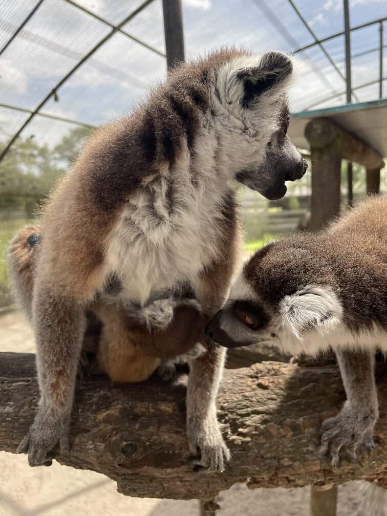 Lemurs At Giraffe Ranch Florida
