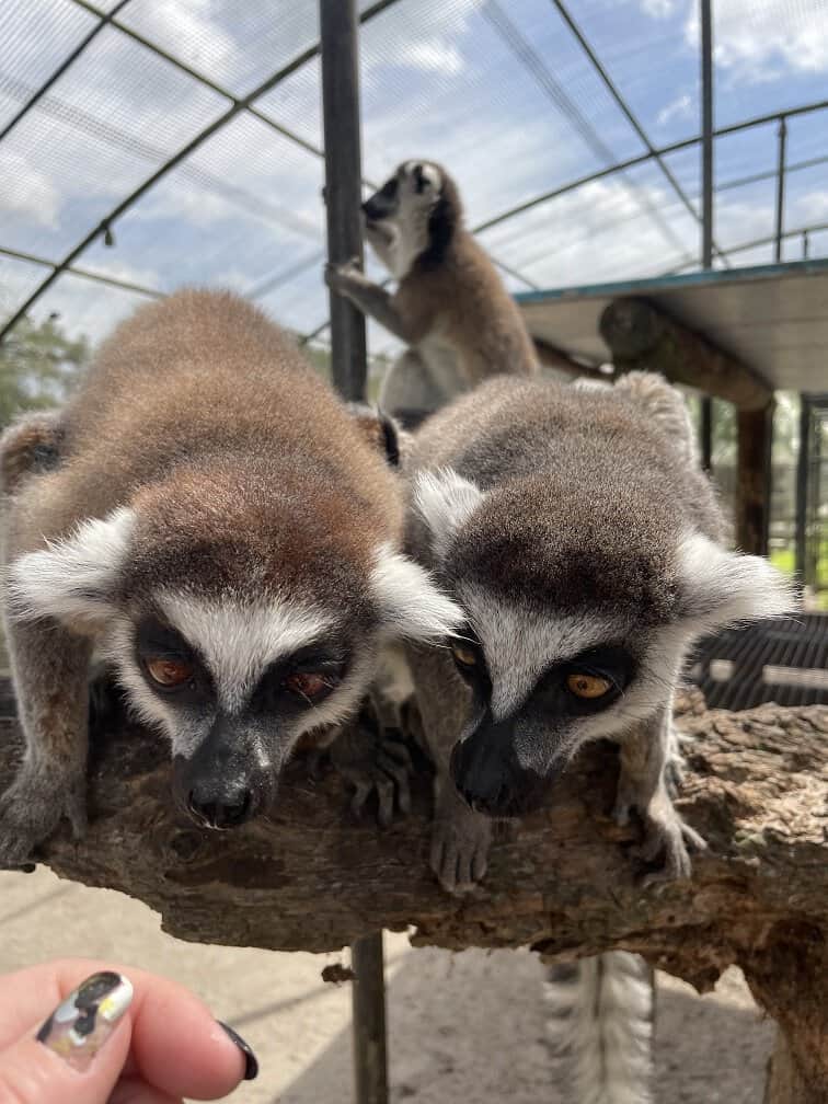 Lemurs At Giraffe Ranch Florida