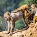 Monkeys of Silver Springs