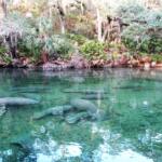Blue Spring State Park In Florida By Jacklyn Fisher