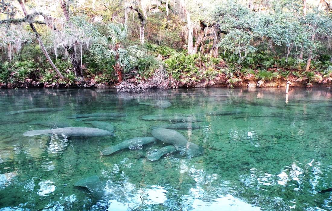 Ruth B. Kirby Gilchrist Blue Springs In Florida By Jacklyn Fisher