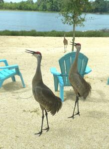 Sandhill Cranes