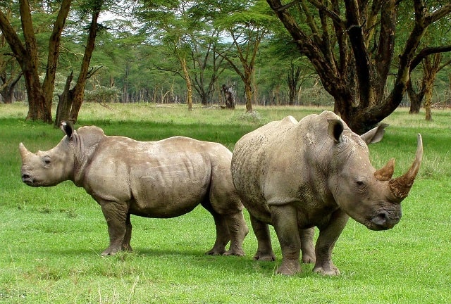 White Rhino