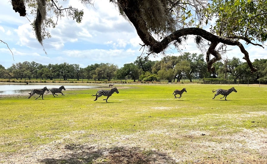 Zebra At Giraffe Ranch