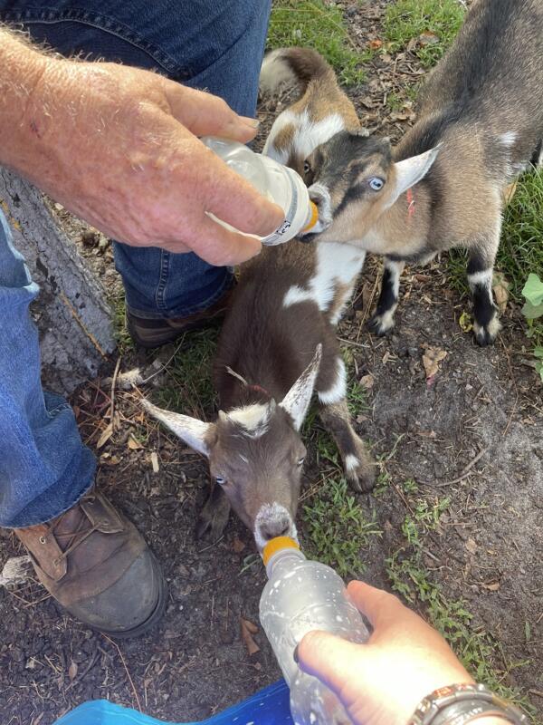 Feeding Baby Goats At Danville Florida