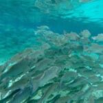 Fish In Silver Glen