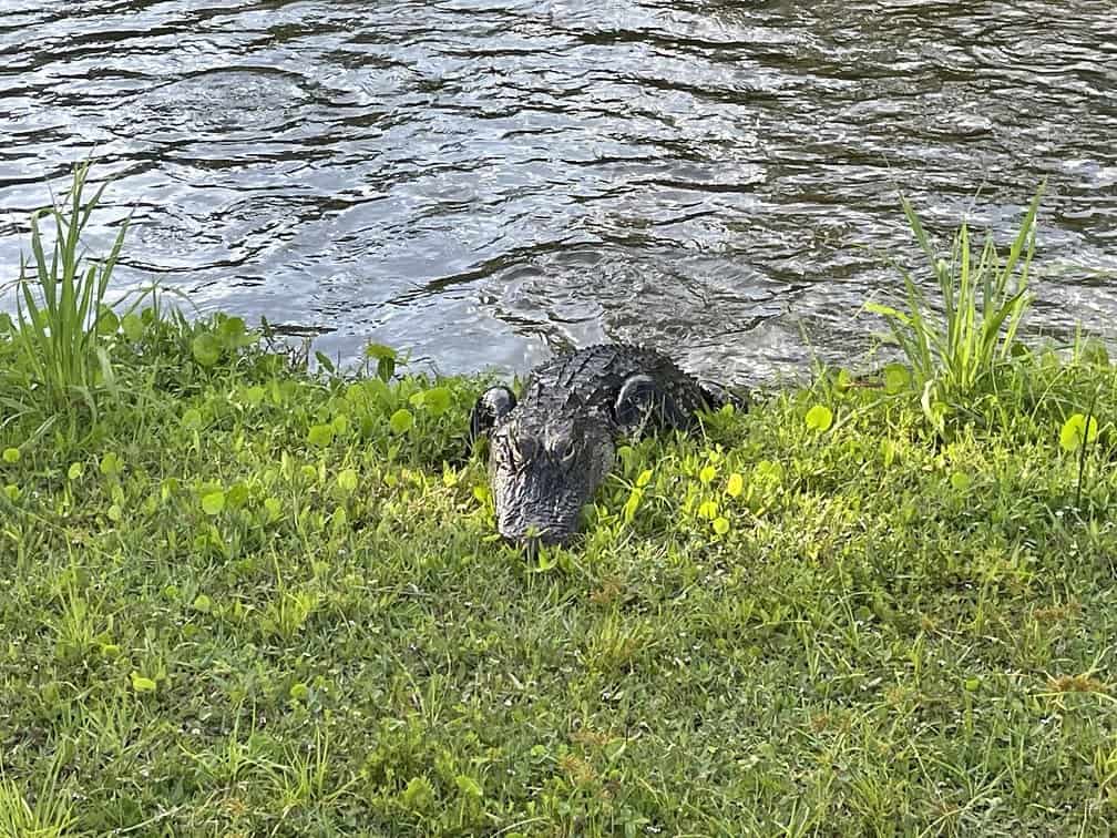 Gator At Danville