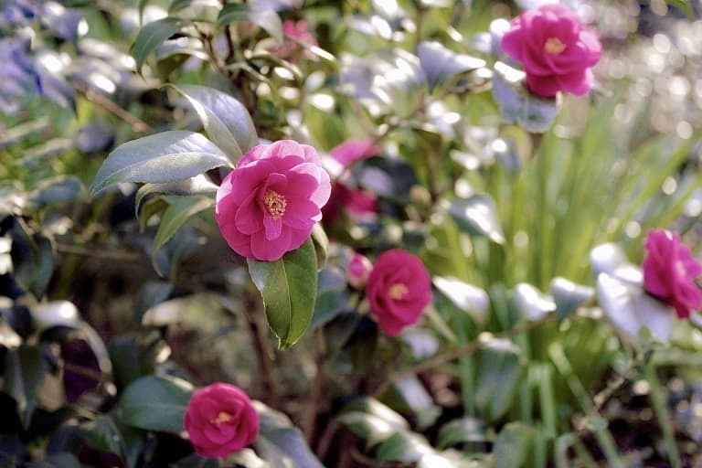 Harry P. Leu Gardens