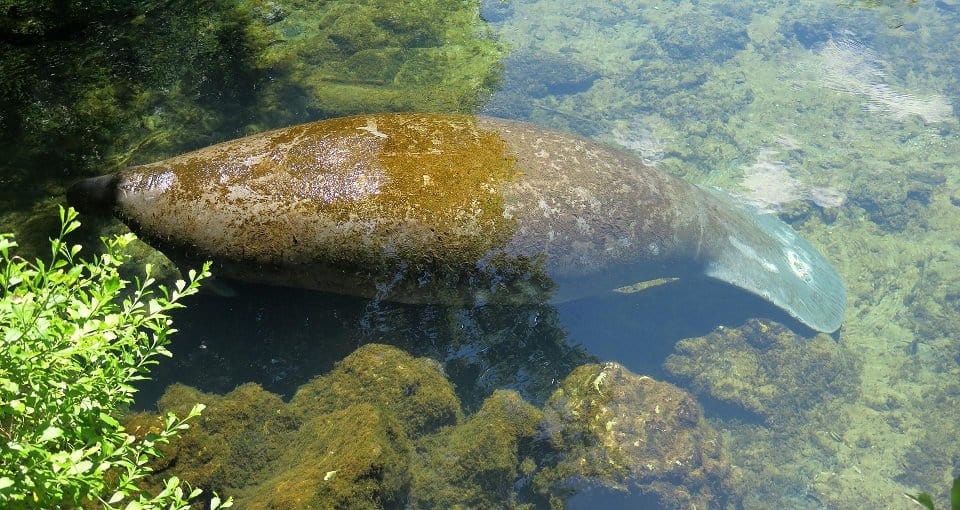 Manatee Blue Springs