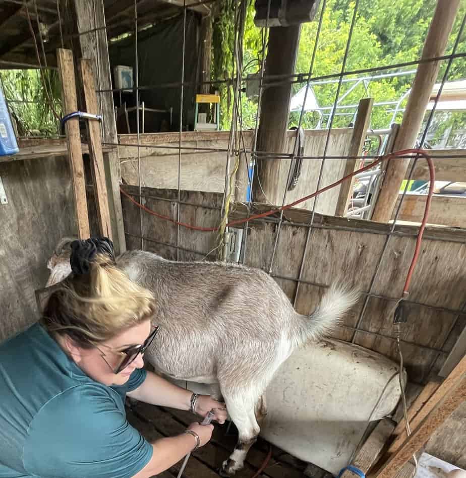 Milking Goats