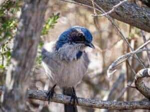 Scrub-Jay