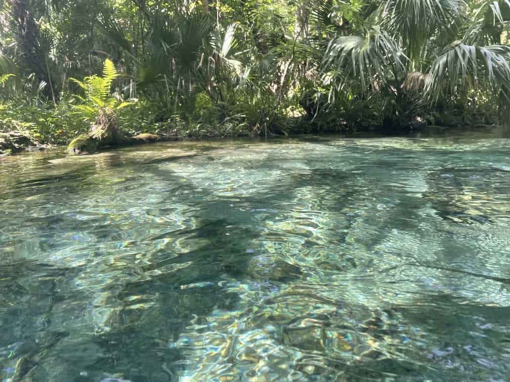 Clear Water At Kelly Park Rock Springs