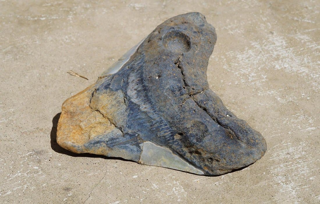 Shark Tooth Beaches in Florida