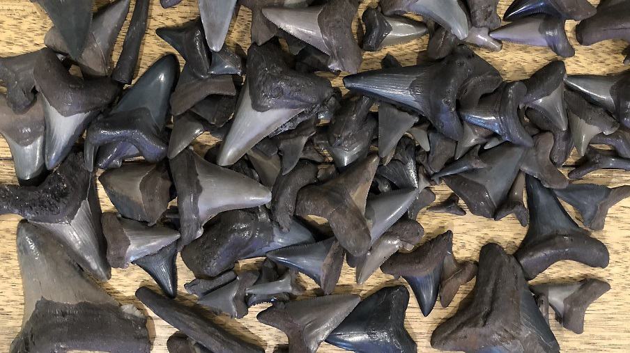 Shark Tooth Beaches