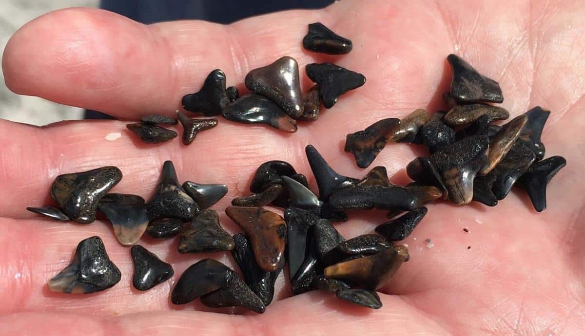 The Best Shark Tooth Beaches in Florida