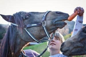 Kokomo Farms Horse Feeding