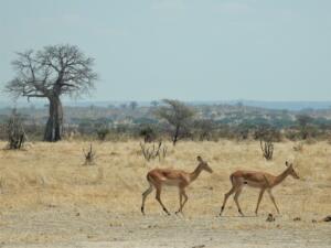 Tanzania