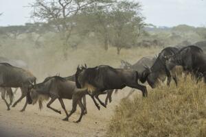 Tanzania Wildebeest Migration