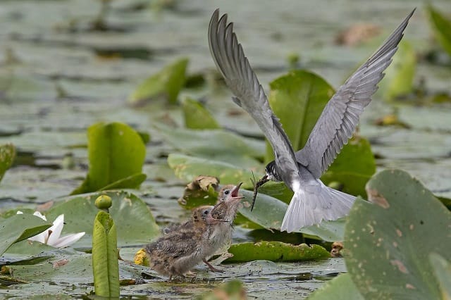 Black Tern