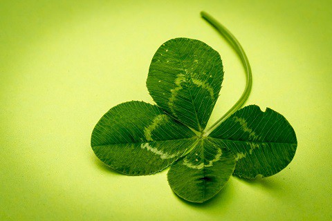 Four Leaf Clover