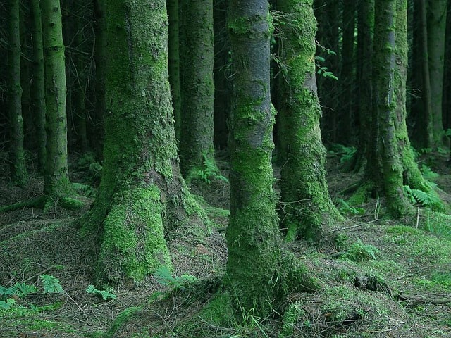 Irish Forest