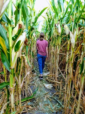 Corn Maze