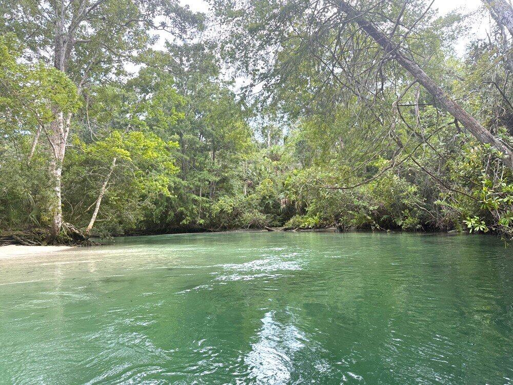 Serene river surrounded by lush green trees in a natural forest setting for outdoor adventure and nature exploration.
