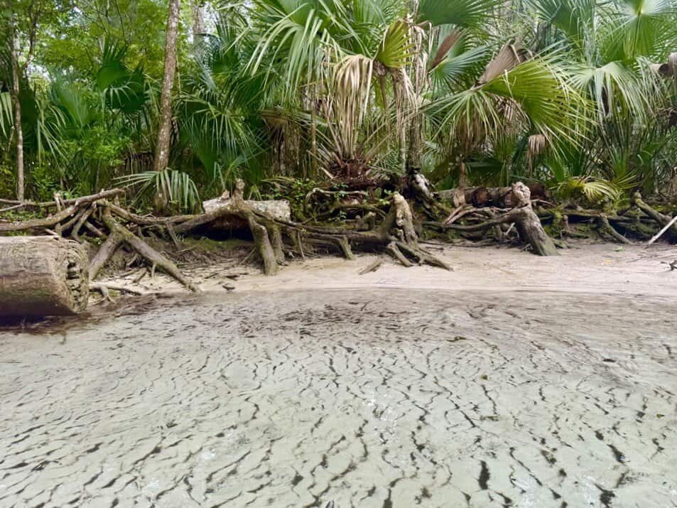 Weathered driftwood on sandy beach with tropical green palm trees, natural shoreline scenery, eco-friendly travel destination, island getaway, coastal wilderness, outdoor adventure, eco-tourism, nature escape, and beach exploration.