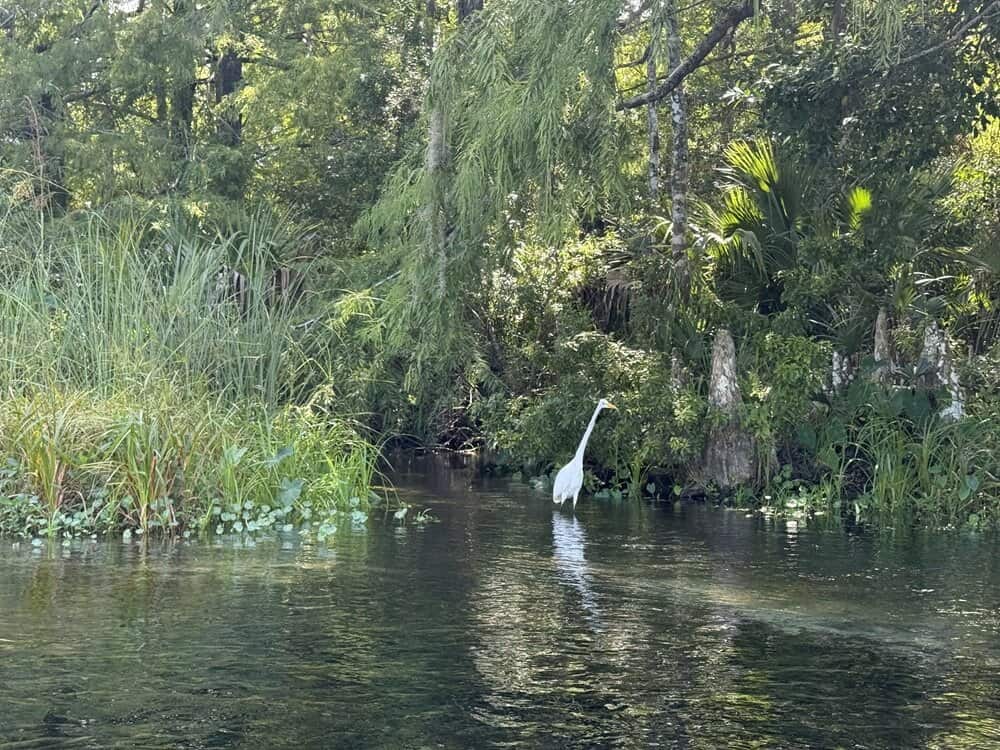 Flooded area at Weeki Wachee Springs State Park with warning sign about vessel restrictions and swimming prohibition.