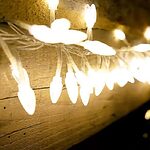 Christmas Lights in Florida