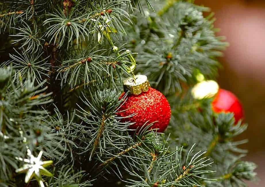 25 Of The Best Christmas Tree Farms In Florida