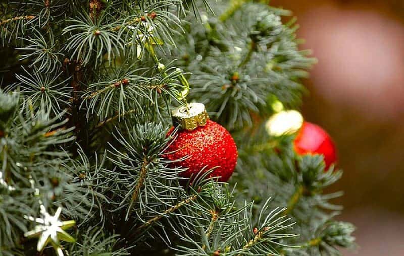 25 Of The Best Christmas Tree Farms In Florida