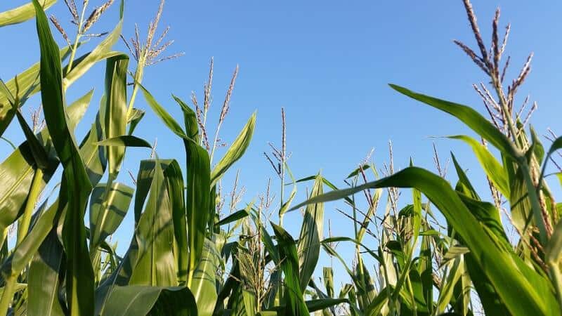 Corn In Florida