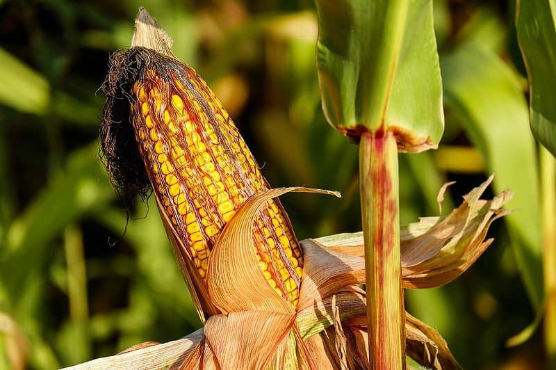 Corn Maze