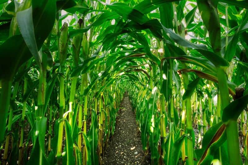 Corn Maze in FL