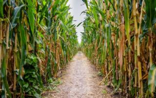 Corn Mazes In Florida