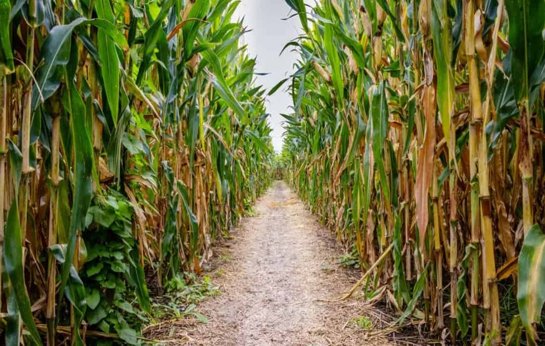 Corn Mazes In Florida