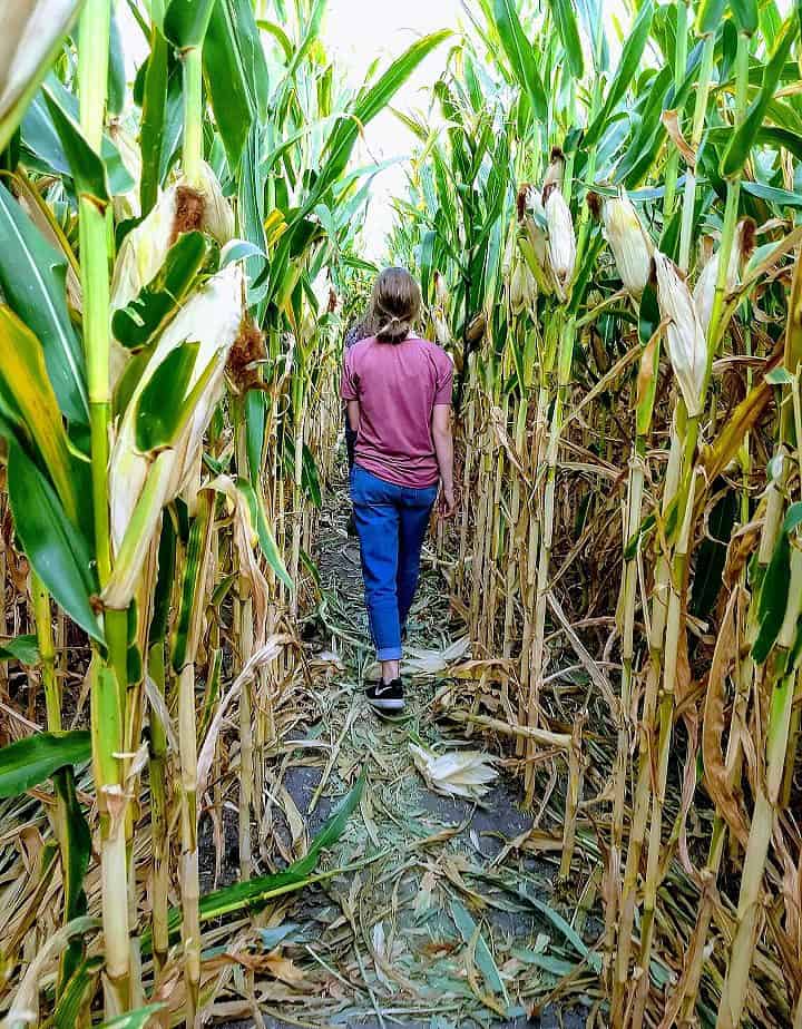 Corn Mazes of Florida