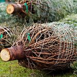 Cut Your Own Christmas Tree