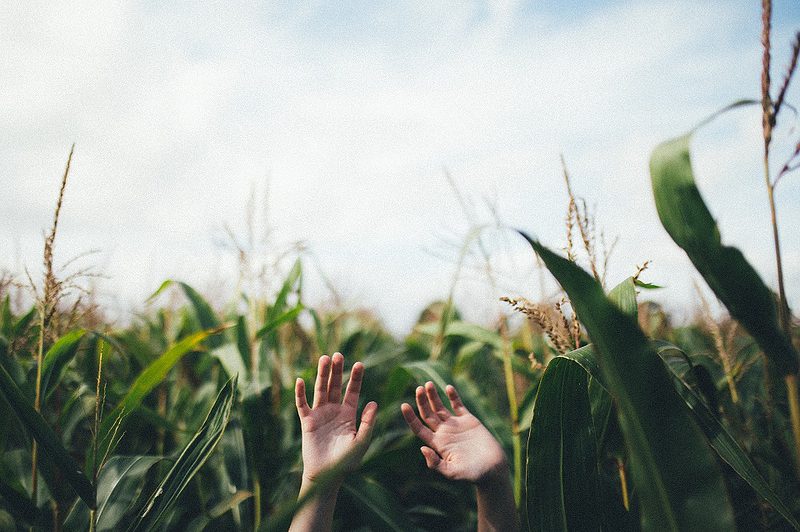 Florida Corn Mazes